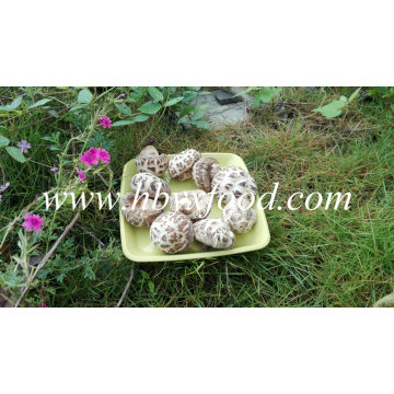 Getrockneter Blumen-Pilz, Shiitake-Pilz, getrocknetes Gemüse